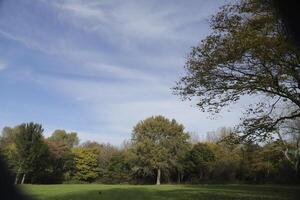 otoño colores en el parque, Países Bajos foto