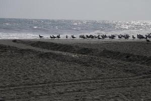 seagulls at the beach and in the sky photo