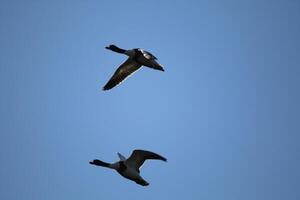 flying ducks in the sky photo