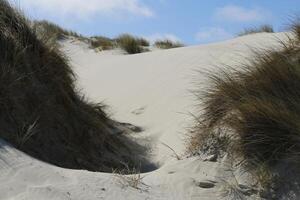 dunes at vlieland, the netherlands photo