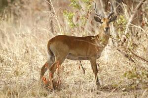 Impala, deer, beautiful wildlife in pendjari national parc, benin photo