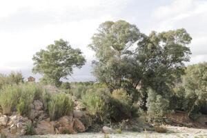 environment around the santa barbara bridge, almeria photo