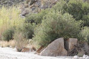 split rock from which an oleander grows photo