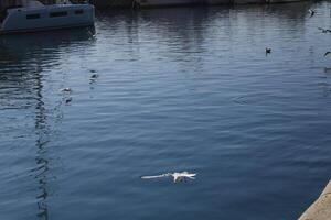 Gaviota en el puerto foto