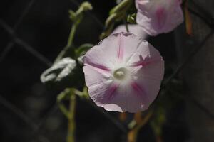 pink Solanales flower photo