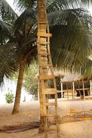 homemade ladder of several kinds of wood photo