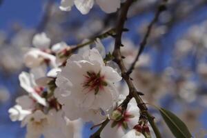 blooming almond flowers photo