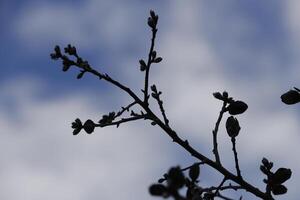 blooming almond flowers photo