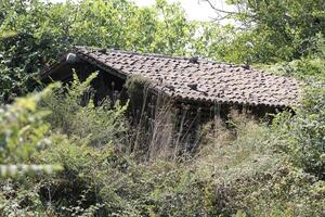 old house hidden in the weeds photo