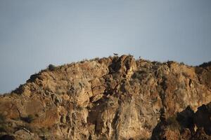 iberian ibex on top of mountains photo