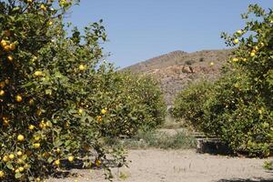 look through a lemon orchard on the mountains photo