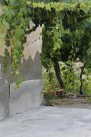 old house with grape trees photo