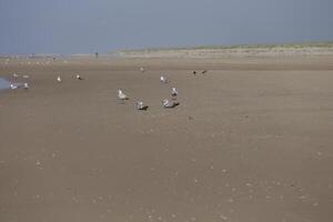 seagulls and other birds look for food at the sea, nature reserve photo