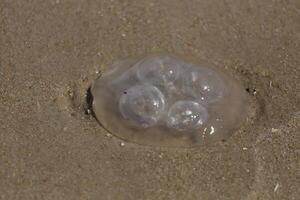 jellyfish by low tide on the beach photo