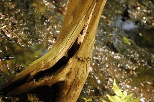 tree trunk in a forest, natural photo