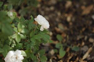 white roses in the garden photo