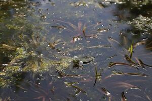 natural pond with lots of frogs, spring photo
