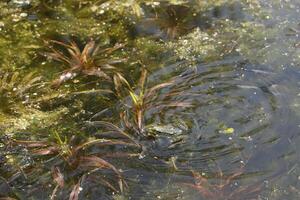 natural estanque con un montón de ranas, primavera foto