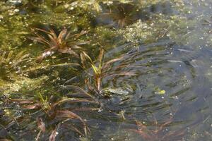 natural pond with lots of frogs, spring photo