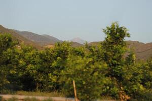 orchard of lemon, orange and olive trees, spain photo