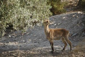 iberian ibex eating in an olive orchard photo