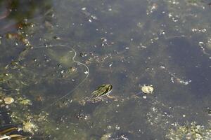 natural pond with lots of frogs, spring photo