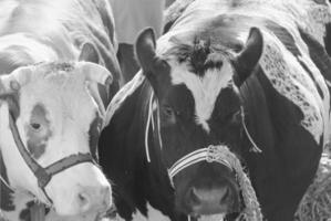 fat billed cows, Easter cattle market, schagen, the netherlands photo