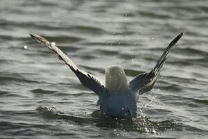 Gaviota a el norte mar a petten, el Países Bajos foto