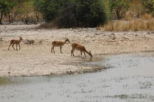 impalas y otro animales Bebiendo agua en un lago en pendjari notario público, benin foto