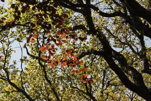 brown and green leaves on trees photo