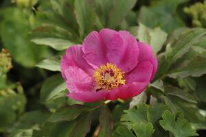 pink red rose photo