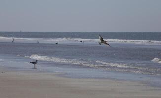 seagulls and other birds look for food at the sea, nature reserve photo