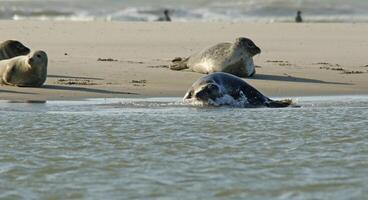 focas tomar el sol en un banco de arena, focas a el norte mar a petten, el Países Bajos foto