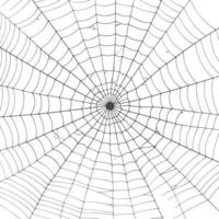 spider web black color only vector