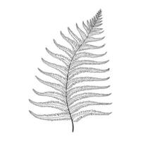 Fern tropical leaf hand drawn isolated element for design in black color vector