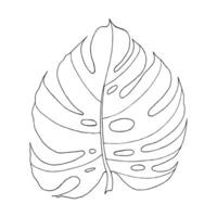 Monstera tropical leaf hand drawn isolated element for design in black color vector