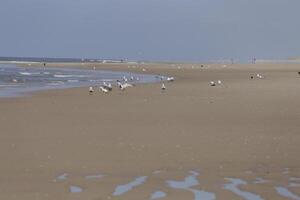 gaviotas y otro aves Mira para comida a el mar, naturaleza reserva foto