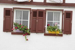 windows with geraniums photo