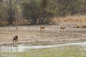 impalas and other animals drinking water in a lake in pendjari np, benin photo
