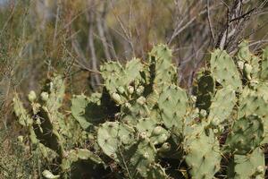 cacti with fruits photo