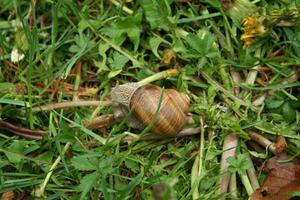 snail in the grass photo