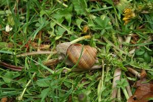 caracol en la hierba foto