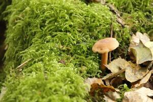 toadstool, autumn, forest, europe photo