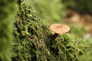 toadstool, autumn, forest, europe photo