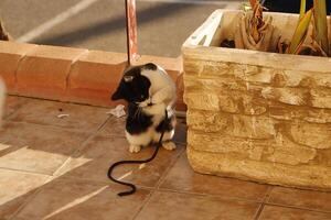 negro y blanco gato, gato obras de teatro foto