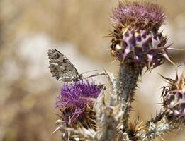 mariposa en un cardo en naturaleza foto