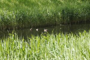 wild ducks swimming in the ditch, netherlands photo