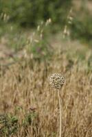 wild garlic flower growing in the nature photo