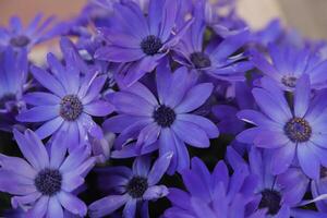 blue flowers at background photo