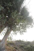 arboles en contra el luz de sol a el playa foto